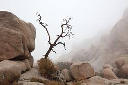 JTNP and Death Valley