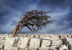 Limestone Pavement